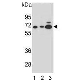 Alpha-amylase 2B Antibody / AMY2B
