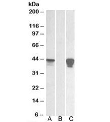 SLAMF8 Antibody