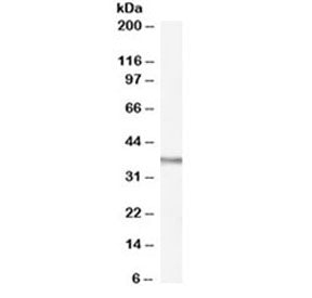 Western blot testing of rat spleen lysate with OGG1 antibody at 0.1ug/ml. Predicted molecular weight