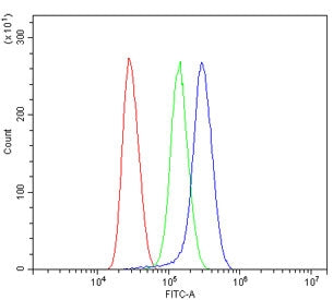Alpha Catenin Antibody