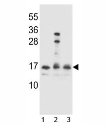 HOPX Antibody