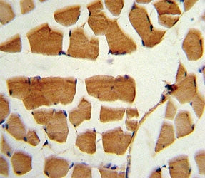 BMI1 Antibody