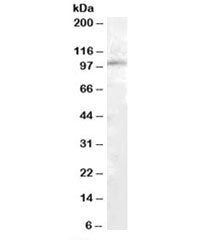 Western blot testing of human kidney lysate with PAM antibody at 1ug/ml. Predicted molecular weight:
