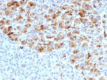 IHC testing of FFPE human pancreas with Alpha-1-Antichymotrypsin antibody (clone AACT/1452). Require