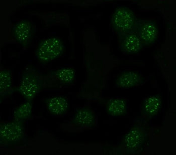 Immunofluorescent staining of FFPE human U-2 OS cells with MYT1L antibody (red) and DAPI nuclear sta