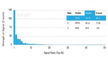CD10 Antibody / Neprilysin