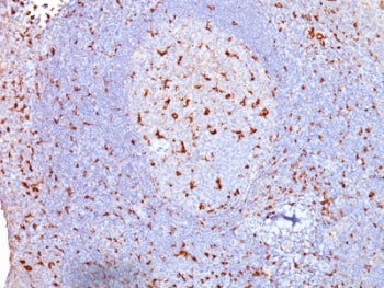 CD68 Antibody