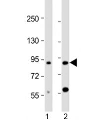 CCDC144A Antibody