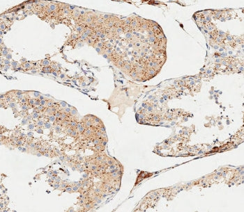 IHC testing of FFPE human testis tissue with Cathepsin A antibody. HIER: steam section in pH6 citrat