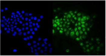 RAB9A Antibody