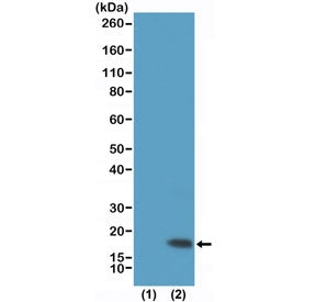 H3K9me3 Antibody / Trimethylated Histone H3 at Lysine 9