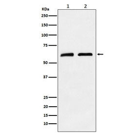 CLPX Antibody / Caseinolytic protease X