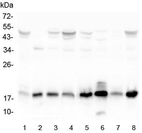 TIMM17A Antibody