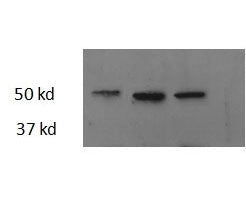 Zebrafish Thrb Antibody
