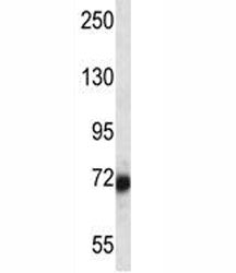 SP100 Antibody