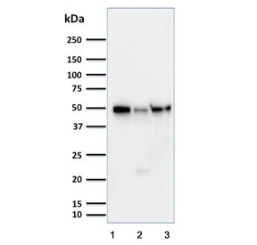 Western blot testing of human 1) HeLa, 2) Jurkat and 3) MCF7 cell lysate with Cyclin A1 antibody. Ex