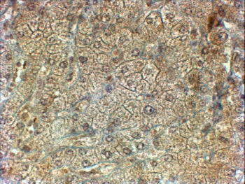 PON2 Antibody