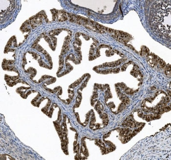 HFH-4 Antibody / FOXJ1