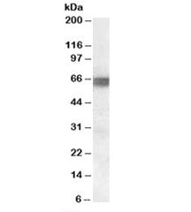 BIN1 Antibody