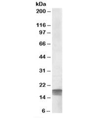 SDHAF1 Antibody