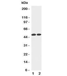Western blot testing of Cyclin A antibody and Lane 1: HeLa; 2: Jurkat cell lysate. Predicted molecul