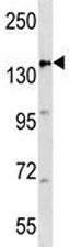 APC Antibody