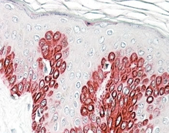 Sirtuin 1 Antibody