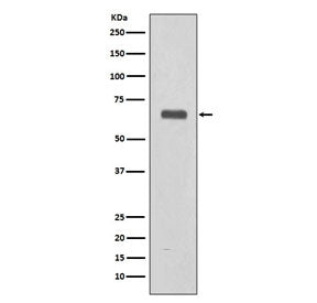 C9 Antibody / Complement component C9