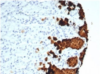 IHC staining of FFPE human stomach tissue with recombinant Gastric Mucin antibody (clone MUC5AC/7067