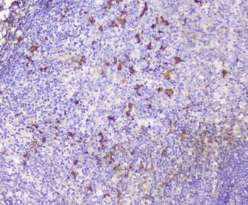 CXCL12 Antibody / SDF1