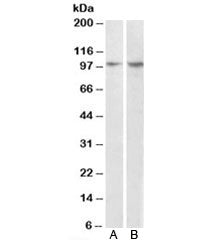 P130Cas Antibody