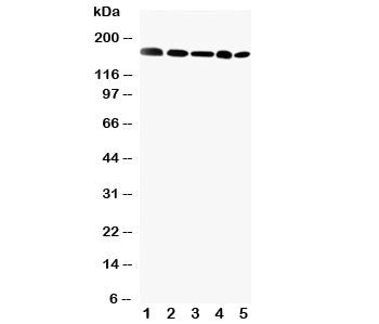 GLI2 Antibody