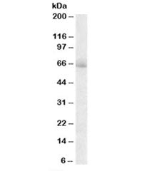 AKAP10 Antibody