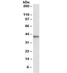 Western blot testing of NIH3T3 lysate with Nanog antibody at 0.5ug/ml. Predicted molecular weight: 3