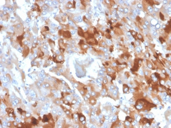 IHC staining of FFPE human adrenal gland with CLU antibody (clone CLU/4727). HIER: boil tissue secti