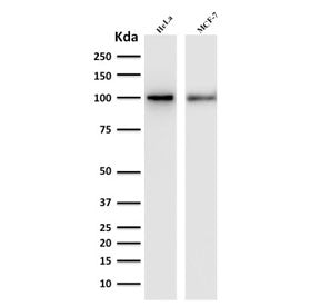 ENAH Antibody / Mena