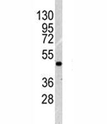 ILK1 Antibody