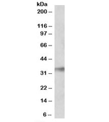 NEK7 Antibody
