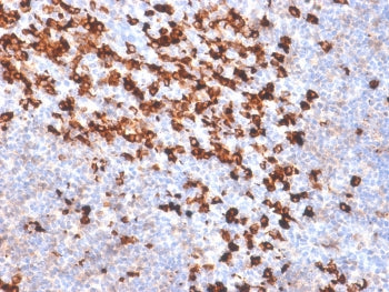Biotin / Vitamin B7 / Vitamin H Antibody