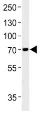 Anti-TAU antibody western blot analysis in SH-SY5Y lysate. Expected molecular weight: 50-80 kDa.