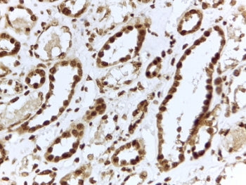 IHC testing of FFPE human kidney with ILF3 antibody at 2ug/ml. HIER: steamed with pH6 citrate buffer