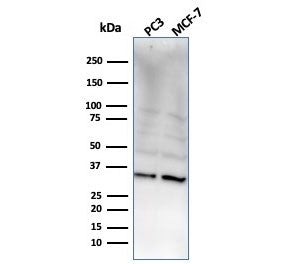 NKX2.8 Antibody