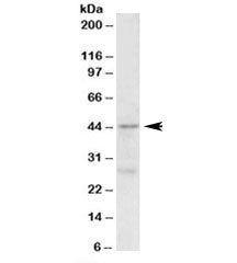 PRMT6 Antibody