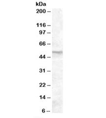 Western blot testing of human placenta lysate with FKBP52 antibody at 0.01ug/ml. Predicted/observed 