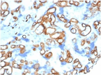 CD34 Antibody