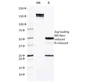 ICAM-3 Antibody / CD50