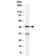 Western blot testing of rat testis lysate with Actl7b antibody at 0.5ug/ml. The expected ~45kDa band