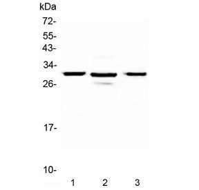 MED8 Antibody