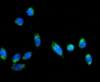 Immunofluorescent staining of FFPE human U-2 OS cells with AFG3L2 antibody (green) and DAPI nuclear 