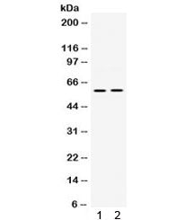 Western blot testing of human 1) PANC and 2) Jurkat cell lysate with SKAP55 antibody. Predicted mole
